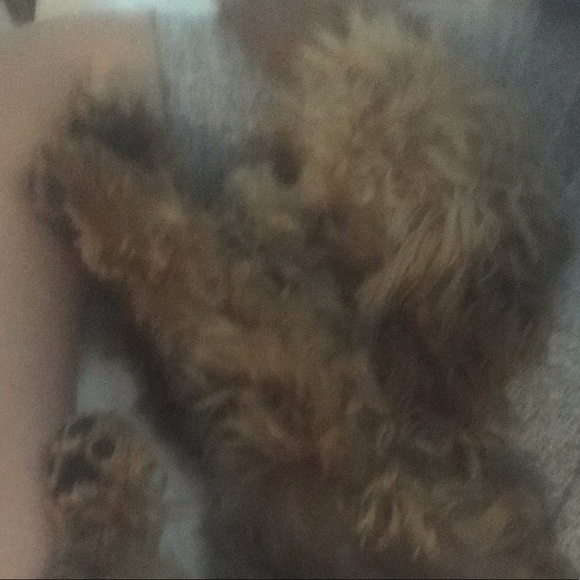 Meet your Posher, Lexie - Picture 1 of 1